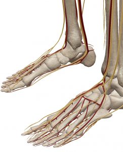 足の解剖